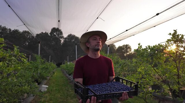 Farmer picking fresh blueberries on a farm.