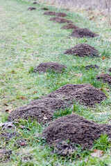 Maulwurfsh&uuml;gel auf Wiese 8