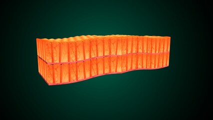 Skin Tissue with Layers, Cells, and Functions anatomy. 3d render