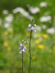 うまく溶け込めるかな
