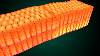 Skin Tissue with Layers, Cells, and Functions anatomy. 3d render