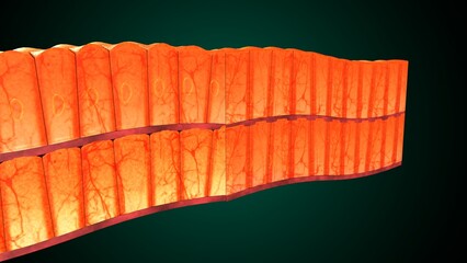 Skin Tissue with Layers, Cells, and Functions anatomy. 3d render