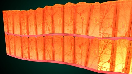Skin Tissue with Layers, Cells, and Functions anatomy. 3d render