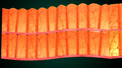 Skin Tissue with Layers, Cells, and Functions anatomy. 3d render