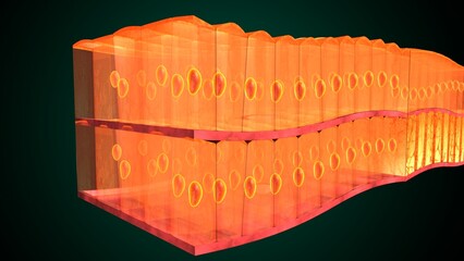 Skin Tissue with Layers, Cells, and Functions anatomy. 3d render