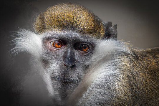 Green Monkey Headshot Portrait with Intense Orange Eyes and White Side Whiskers