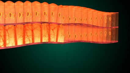 Skin Tissue with Layers, Cells, and Functions anatomy. 3d render