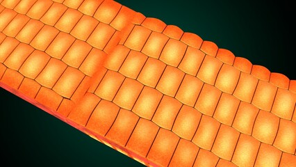 Skin Tissue with Layers, Cells, and Functions anatomy. 3d render