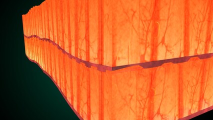 Skin Tissue with Layers, Cells, and Functions anatomy. 3d render