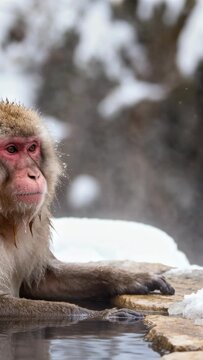 Vertical video: Seeking warmth macaque soaking in hot spring, arm on stone lip, copy space