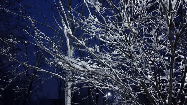 Tree Branches Covered In Glaze Ice After Freezing Rain At Evening