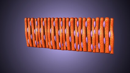 Smooth muscle tissue in our body anatomy. 3d illustrations