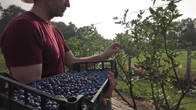 Farmer picking fresh blueberries on a farm.