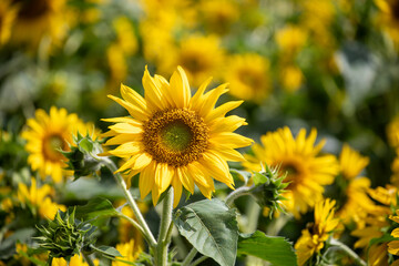 Obraz premium Flower fields at Norikura, Gifu Prefecture, Japan