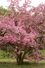 Apple orchard in full bloom springtime natural landscape background