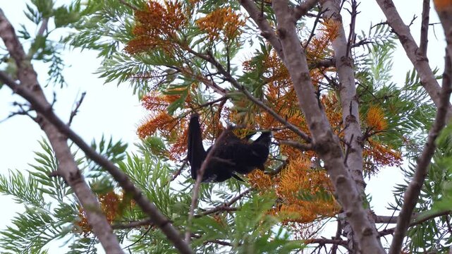 A black flying fox (Pteropus alecto) is captured hanging upside down in a tree, actively feeding on the nectar from a tree, close up shot.