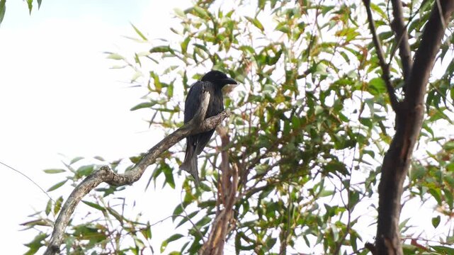 A Spangled drongo (Dicrurus bracteatus) with distinctive crimson red eyes and long forked tail, perched on exposed branch, looking around the surroundings, close up shot.