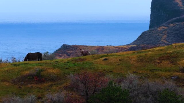 Horses of Oki Islands, Aerial Parallax Shot on Stormy Day, Shimane Japan