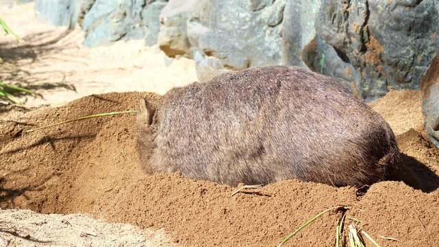 A wombat actively digging a burrow in the sandy ground with its powerful forepaws and kicking loose dirt behind with the hind legs under the sun, close up shot.