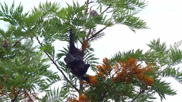 A black flying fox (Pteropus alecto) hanging upside down in a tree, actively feeding on the nectar from a silky oak tree at dusk, close up shot.