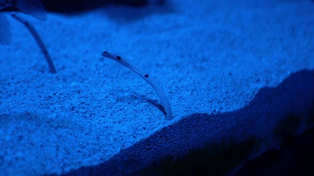 A Spotted garden eel (Heteroconger hassi) emerging from its burrow in the sandy seabed of a tropical ocean environment.
