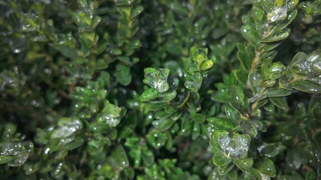 Icy leaves on Boxwood sparkle in bright sunbeams. Transition from winter to spring concept. Natural winter scene of evergreen Box with green leaf`s in layer of ice. Iced foliage brilliants in sunlight