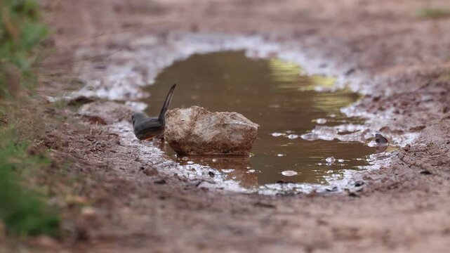 Curruca rabilarga ba&ntilde;&aacute;ndose en charco tras la lluvia en el paraje San Antonio de Alcoy, Espa&ntilde;a