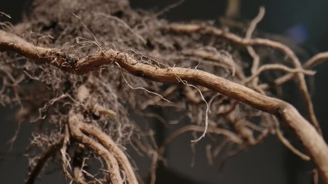 Macro shot of a plant root system showcasing intricate textures and organic patterns in nature.