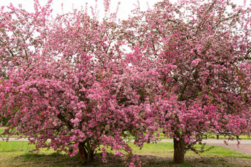 Apple orchard in spring. Pink blossoming apple trees in the garden