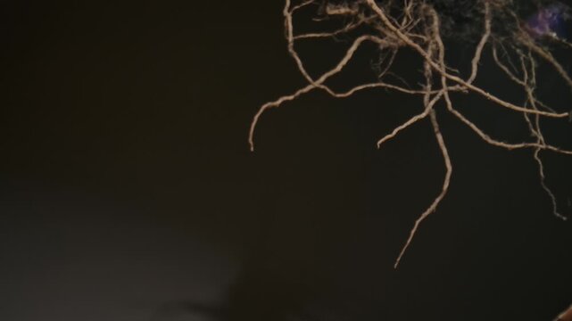 Macro shot of a plant root system showcasing intricate textures and organic patterns in nature.