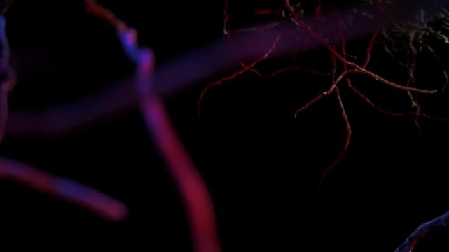 Macro shot of complex plant roots illuminated with red and blue lighting creating a surreal effect.