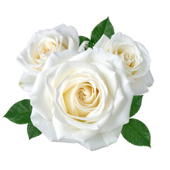 White roses isolated on transparent background