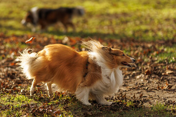 Fototapeta premium Sheltie dog running on autumn ground with flowing fur