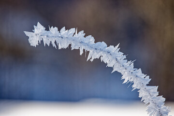 Brindilles givr&eacute;es