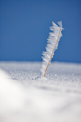 Brindilles givr&eacute;es