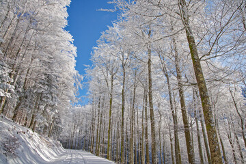 Route de montagne enneig&eacute;e