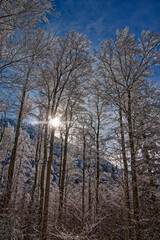 H&ecirc;traie d'altitude