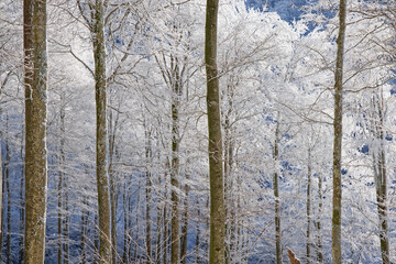 H&ecirc;traie d'altitude
