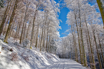 Route de montagne enneig&eacute;e