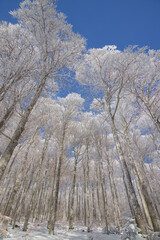 H&ecirc;traie d'altitude