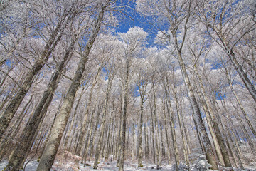H&ecirc;traie d'altitude