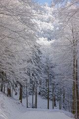 Route de montagne enneig&eacute;e