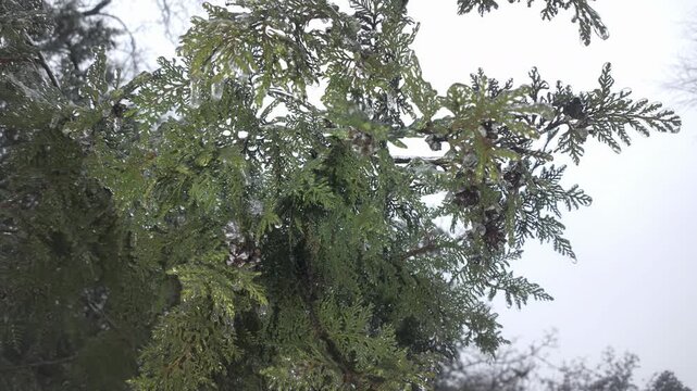 Natural winter scene thuja branches tree with evergreen leaves covered in thin layer of ice. Icy twigs on arborvitae sparkle in light, concept transition from fall to winter 