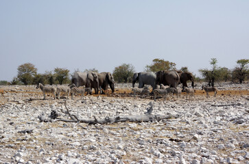 Animaux autour d'un point d'eau dans le parc national d'Etosha en Namibie
