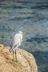 White egret standing on rocky coast above clear sea water, long beak and green legs against soft blue background 