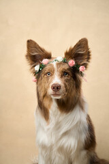 A Border Collie faces camera with pink flower accessories on both ears in soft lighting.
