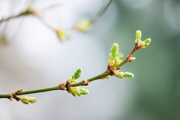 Branch with green leaves and buds