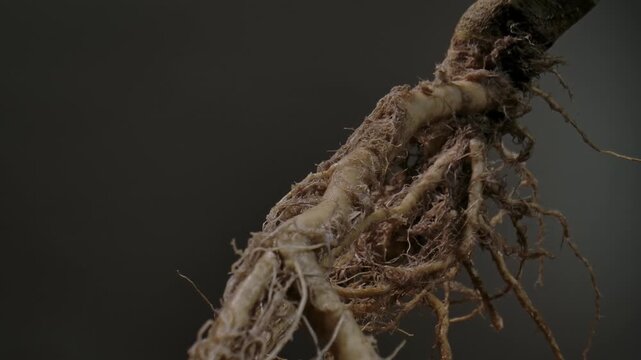Macro shot of wet plant roots with visible water droplets, showcasing natural texture and organic structure.