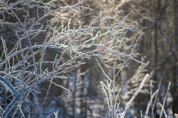 Delicate icy branches shimmering in morning light, creating an elegant and tranquil winter scene. Frost-covered bare branches glowing in soft winter sunlight against a blurred forest background. 