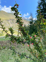 A wild bush with berries in the Altai Mountains, Russia